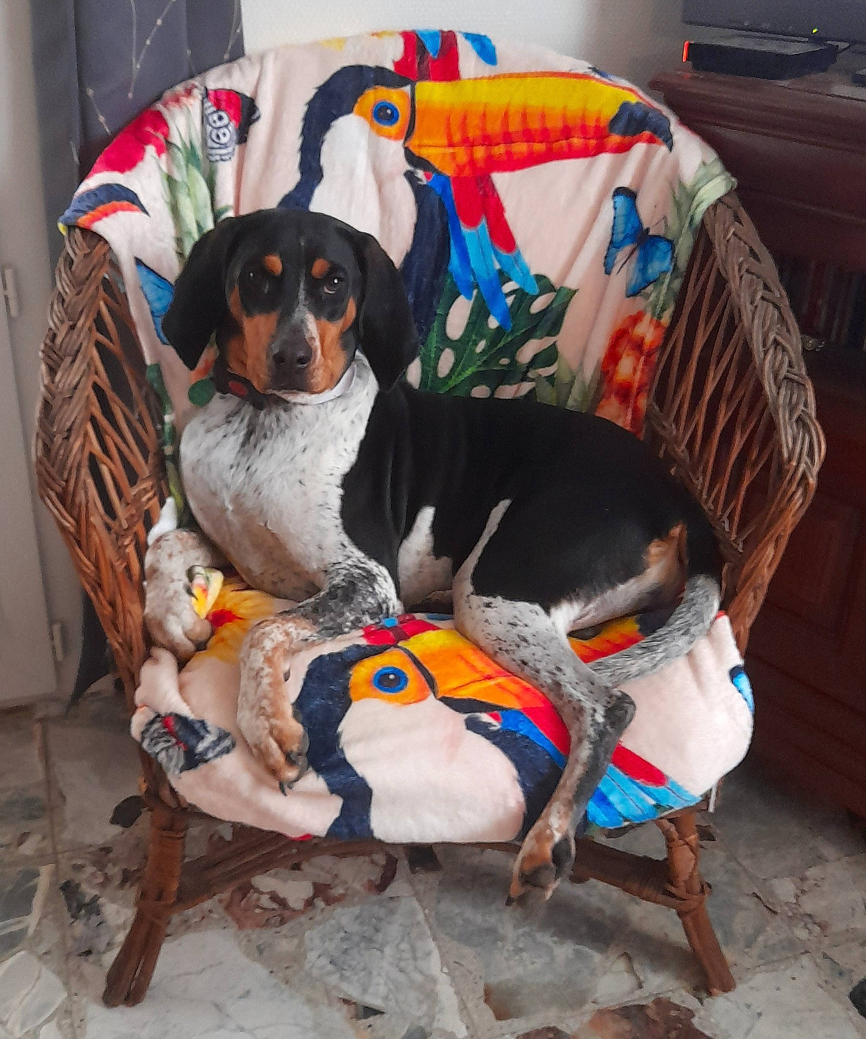 Tina a rejoint le concours — aidez-le/la à gagner de superbes lots ! carnivore, chair, collar, comfort, companion_dog, couch, dog, dog_breed, dog_supply, hound, living_room, scent_hound, sitting, sporting_group, working_animal, working_dog