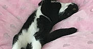 Mittens is registered to the contest to win money with this photo: animal, black_and_white, blanket, cat, comfort, cozy, cute, domestic_animal, feline, fluffy, heart_pattern, indoor, paw, pet, pink, relaxing, resting, sleeping, soft, whiskers