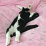 Mittens is registered to the contest to win money with this photo: cat, black_and_white, pet, animal, feline, cute, sleeping, relaxing, blanket, pink, heart_pattern, soft, cozy, paw, whiskers, indoor, comfort, fluffy, resting, domestic_animal