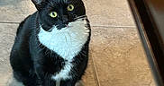 Mittens is registered to the contest to win money with this photo: cat, tuxedo_cat, pet, indoor, floor, tile, black_fur, white_fur, green_eyes, sitting, looking_up, curious, animal, whiskers, paw, cute, feline, domestic_cat, shadow, house