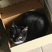 Mittens is registered to the contest to win money with this photo: cat, black_and_white, box, indoor, pet, animal, whiskers, curious, feline, cute, looking_up, ears, fur, tail, eyes, floor, tile, cardboard, domestic, resting