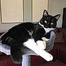 Mittens is registered to the contest to win money with this photo: cat, tuxedo_cat, pet, indoor, cat_tree, furniture, living_room, couch, orange_eyes, black_and_white, relaxed, portrait, animal, whiskers, ears, paws, cozy, home, minimalist, decor