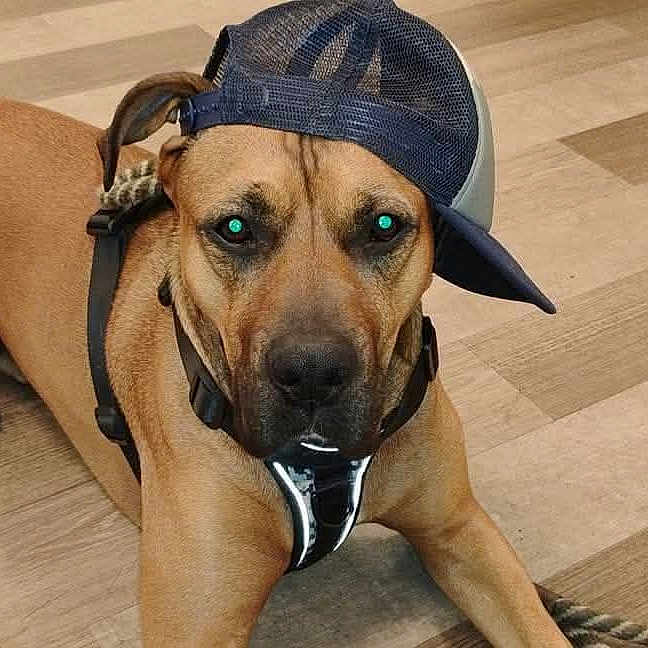 Bubbalipsious Raz is registered to the contest to win money with this photo: animal, brown_dog, canine, cap, casual, cool, dog, ears, expression, floor, harness, indoor, laying_down, looking_at_camera, mesh_cap, paw, pet, snout, tail, wooden_floor