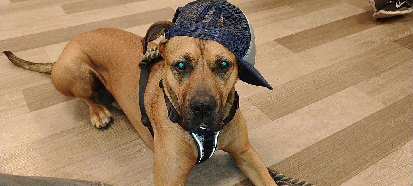 Bubbalipsious Raz is registered to the contest to win money with this photo: dog, brown_dog, cap, mesh_cap, floor, wooden_floor, pet, animal, canine, harness, indoor, laying_down, looking_at_camera, ears, tail, paw, snout, expression, cool, casual