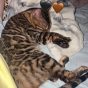 Lou is registered to the contest to win money with this photo: cat, tabby_cat, sleeping, blanket, bed, bedding, fur_pattern, paw, tail, indoor, pet, cozy, resting, animal, cute, domestic_cat, striped, feline, soft, relaxed