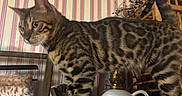 Lou joined the competition — help win amazing prizes! animal, bengal_cat, brown, cat, curious, decor, furniture, green, home, indoor, lamp, pet, spotted, standing, striped, striped_wallpaper, table, tail_up, wallpaper, wood
