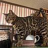 cat, bengal_cat, striped, spotted, animal, pet, indoor, furniture, lamp, wood, decor, table, curious, standing, tail_up, home, wallpaper, striped_wallpaper, brown, green