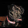 dog, black_dog, pet, collar, pink_collar, tongue_out, portrait, close_up, flash_photography, shiny_coat, bench, wooden_bench, face, ears, muzzle, whiskers, night, animal, domestic_animal, sitting
