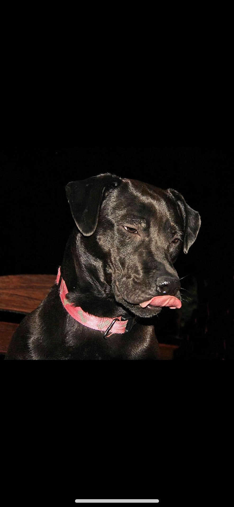 Chloe is registered to the contest to win money with this photo: dog, black_dog, pet, collar, pink_collar, tongue_out, portrait, close_up, flash_photography, shiny_coat, bench, wooden_bench, face, ears, muzzle, whiskers, night, animal, domestic_animal, sitting