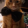 animal, bed, black_bow, bow_tie, cat, collar, cute, domestic_cat, ears, feline, fur, furniture, indoor, looking_at_camera, orange_cat, pet, room, sitting, tabby, whiskers