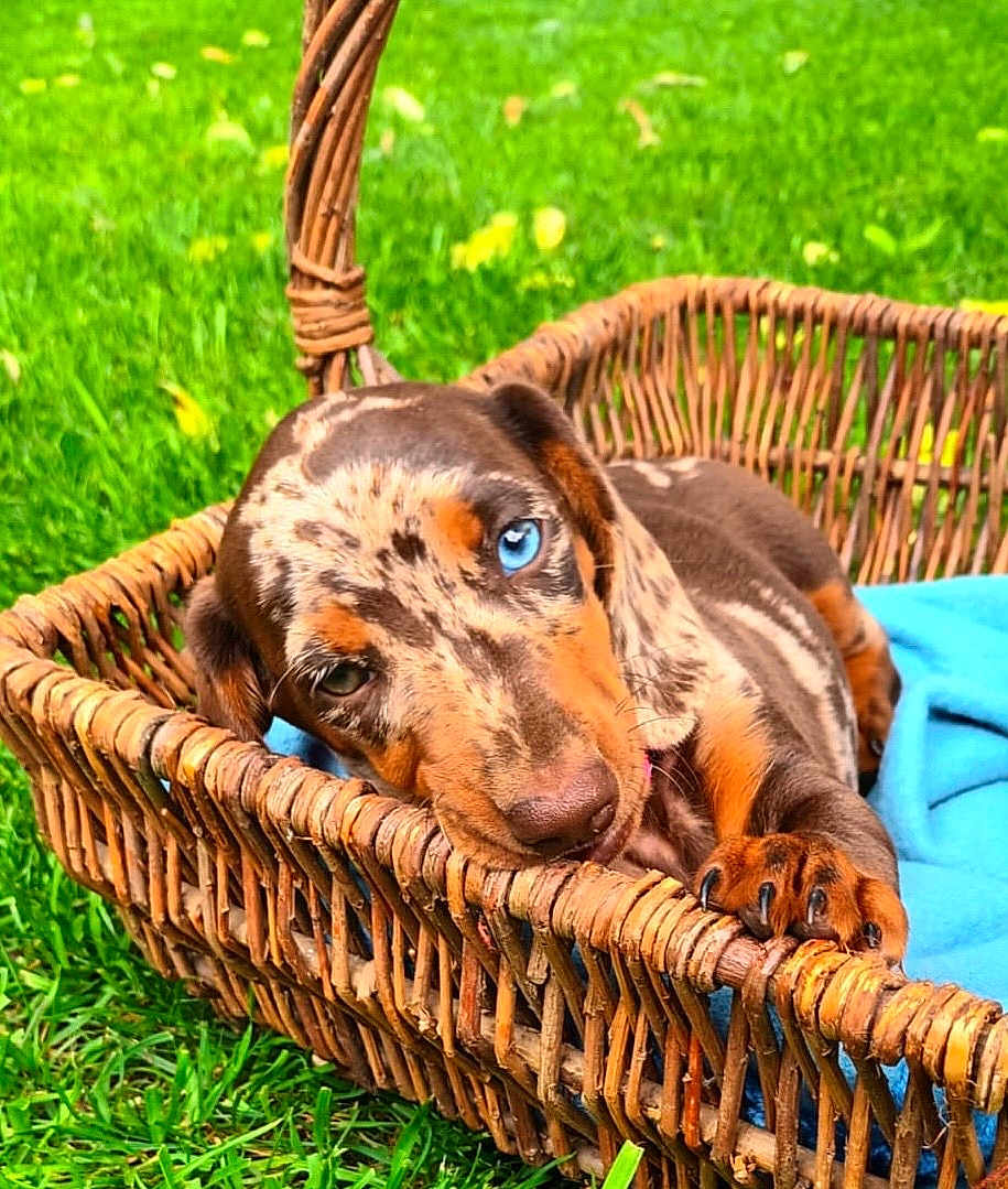 Abby participe au concours pour gagner de l'argent avec cette photo : puppy, dog, basket, wicker, blue_blanket, grass, outdoor, pet, animal, cute, heterochromia, paw, brown, black, tan, relaxed, young, playful, nature, closeup