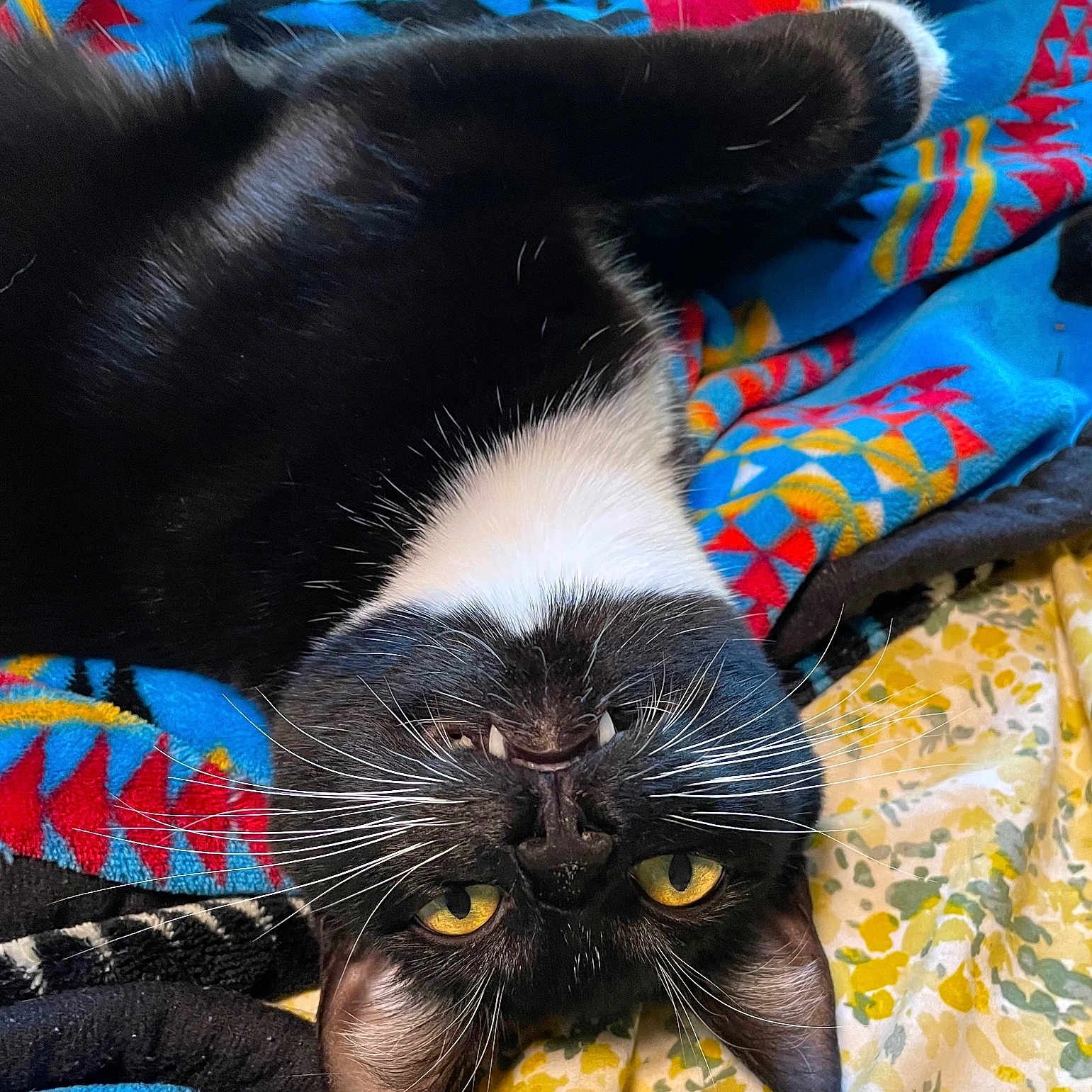 Tepy is registered to the contest to win money with this photo: animal, black_fur, blanket, cat, close_up, colorful, cute, domestic_animal, fangs, fur, indoor, patterned_blanket, pet, playful, resting, tuxedo_cat, upside_down, whiskers, white_fur, yellow_eyes