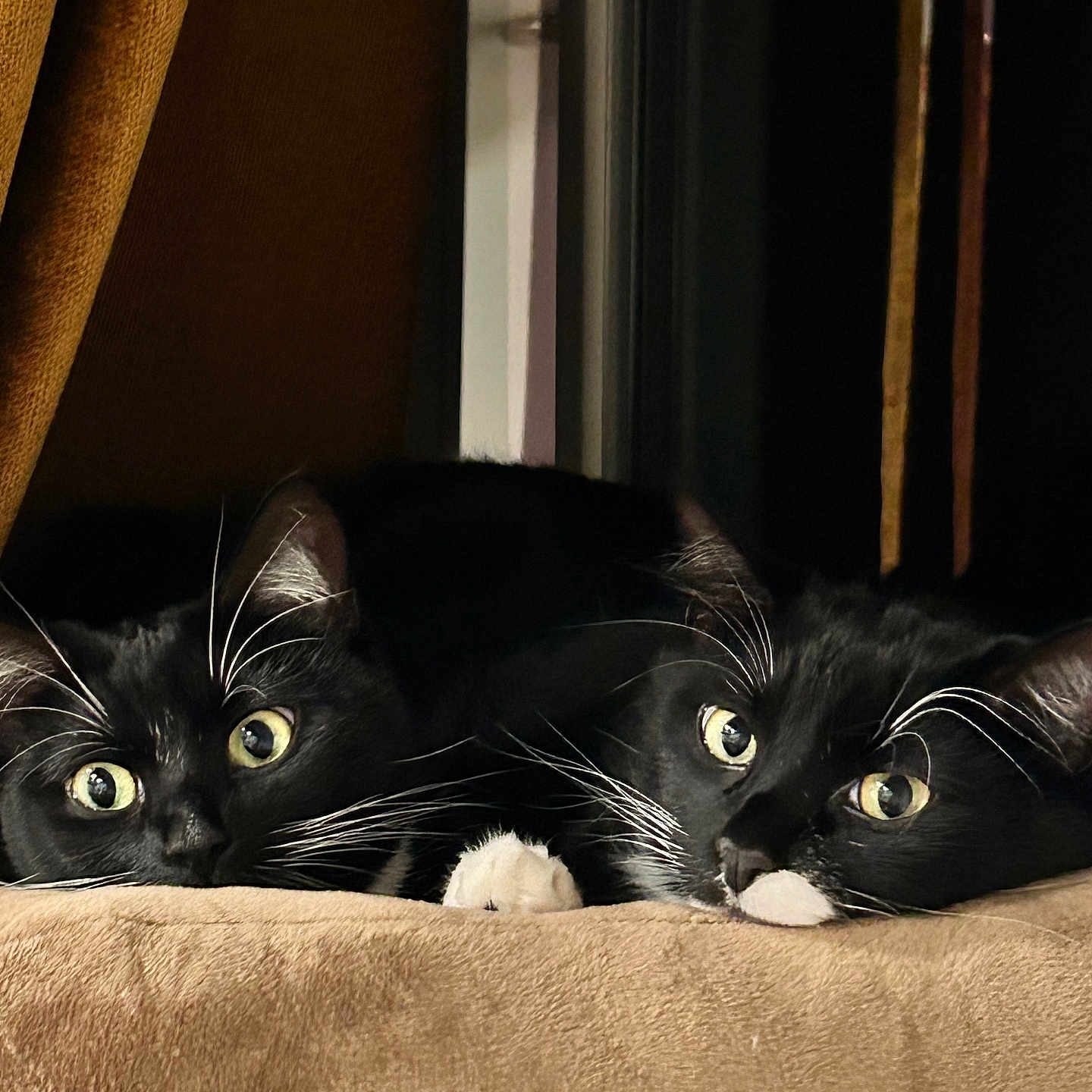 Tepy And Ichabod is registered to the contest to win money with this photo: animal, black_and_white, cat, close_up, companions, cozy, curtain, cushion, domestic, eyes, feline, indoor, paws, pet, relaxed, resting, soft_texture, tuxedo_cat, whiskers, window
