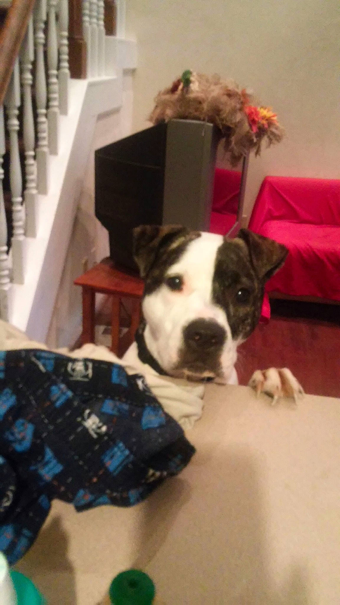 Emmy is registered to the contest to win money with this photo: carnivore, collar, comfort, companion_dog, couch, dog, dog_breed, dog_supply, fawn, floor, flooring, hardwood, home, house, living_room, mammal, plaid, room, snout, working_animal