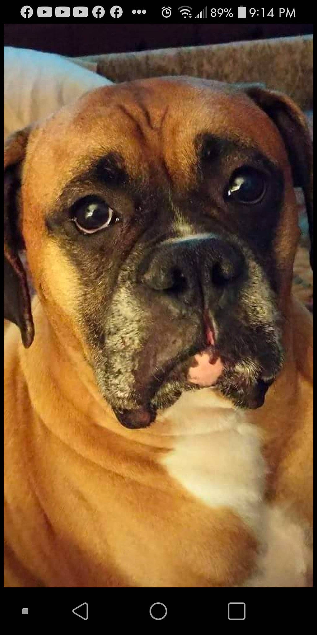 Cooper joined the competition — help win amazing prizes! bored, boxer, canidae, carnivore, companion_dog, dog, dog_breed, dog_collar, ear, fawn, giant_dog_breed, head, liver, molosser, snout, sporting_group, whiskers, working_animal, working_dog, wrinkle