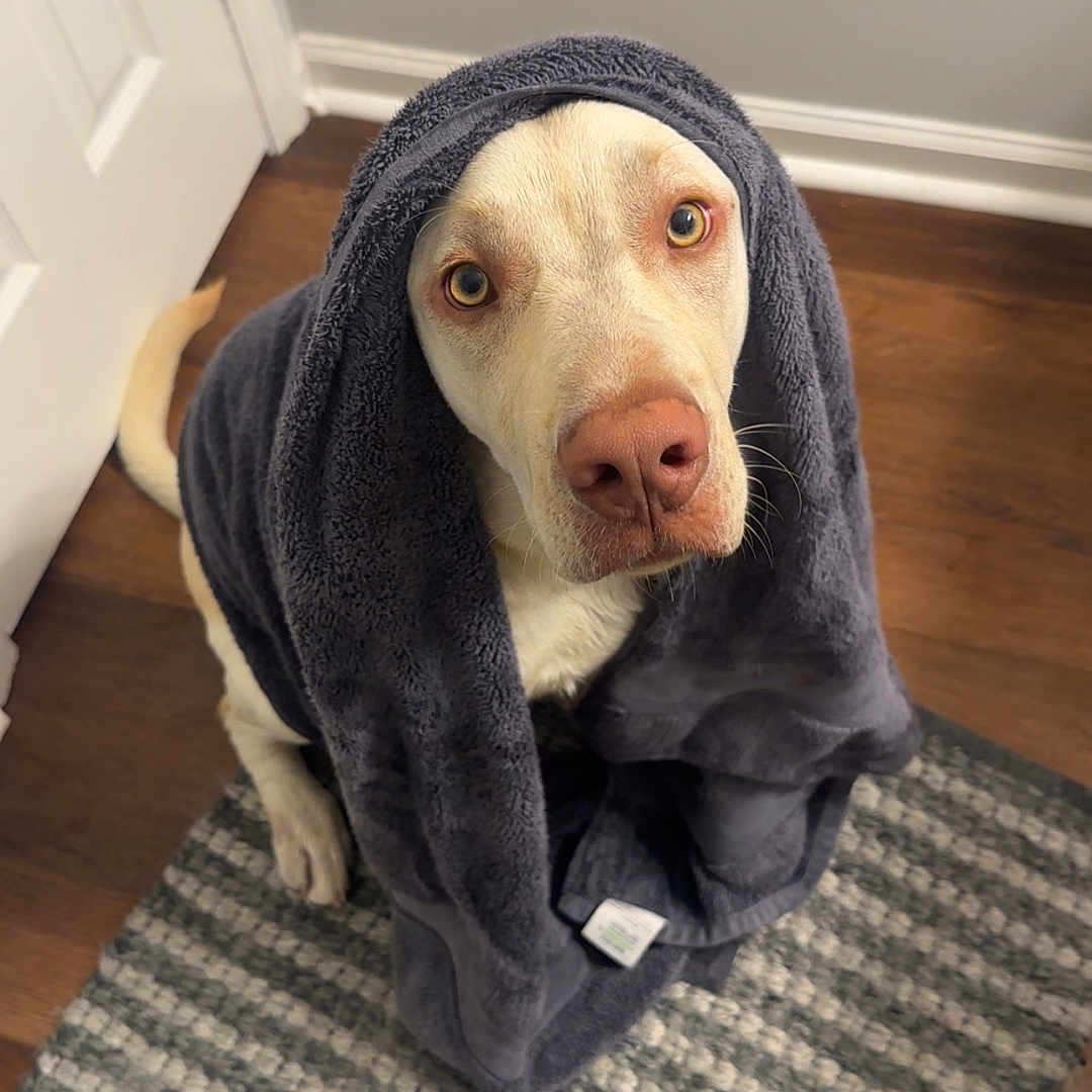 Queso is registered to the contest to win money with this photo: animal, bath_time, brown_floor, cozy, cute, dog, domestic, expression, floor, foot, home, indoor, looking_up, pet, rug, towel, waiting, white_dog, wooden_floor, wrapped