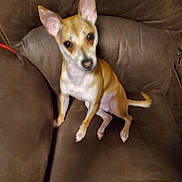 Buddy is registered to the contest to win money with this photo: dog, small_dog, tan_dog, white_dog, pet, indoor, couch, furniture, ears, sitting, canine, animal, companion, brown_couch, relaxed, curious, domestic, paw, nose, fur