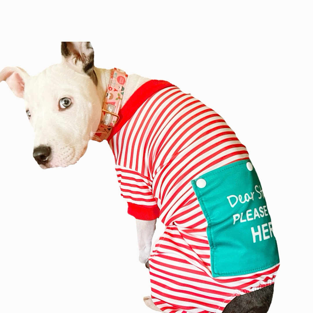 Pua is registered to the contest to win money with this photo: animal, boxer, bulldog, canine, clothing, coat, doctor, dog, hat, husky, leash, person, pet, pitbull, pointer, puppy, shirt, t_shirt, terrier, whitedog