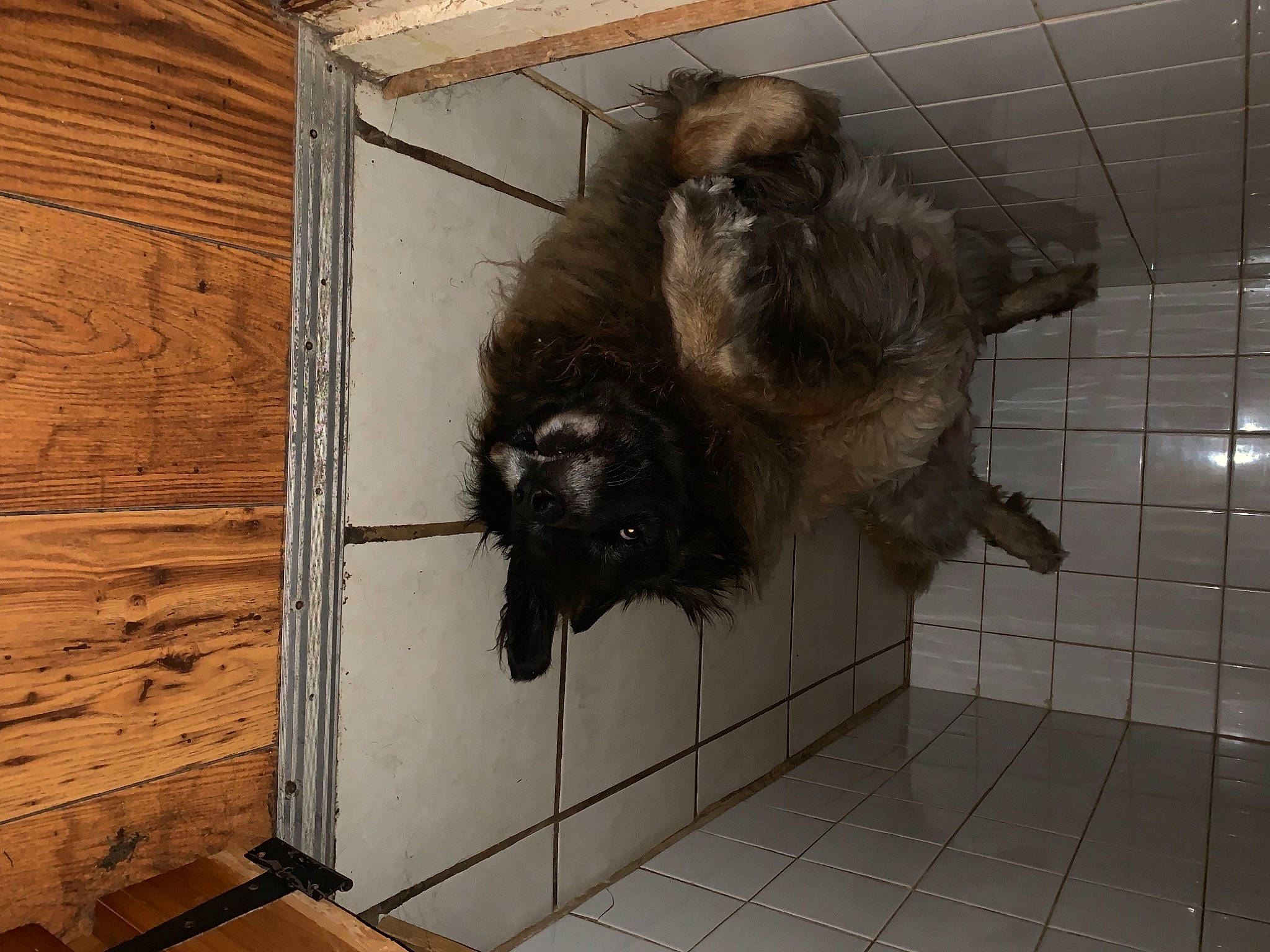 Marley is registered to the contest to win money with this photo: brown, canidae, carnivore, dog_breed, felidae, flooring, fur, gas, hardwood, liver, plank, plywood, small_to_medium_sized_cats, snout, sporting_group, tail, terrestrial_animal, wood, wood_stain, working_animal