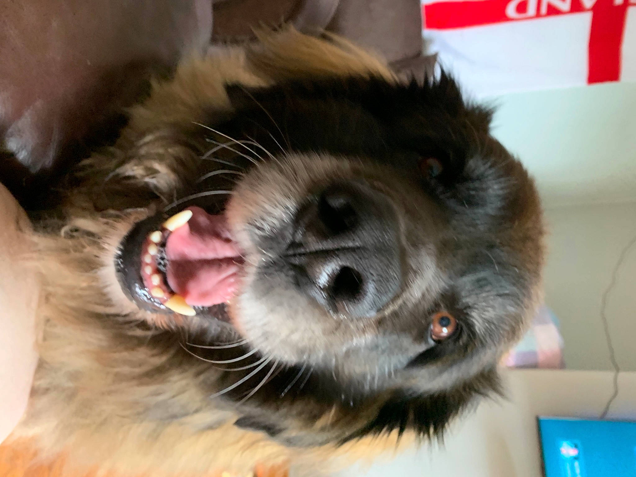 Marley joined the competition — help win amazing prizes! canidae, carnivore, claw, collar, companion_dog, dog, dog_breed, ear, fang, felidae, fur, liver, paw, small_to_medium_sized_cats, snout, sporting_group, toy_dog, whiskers, working_animal, yawn
