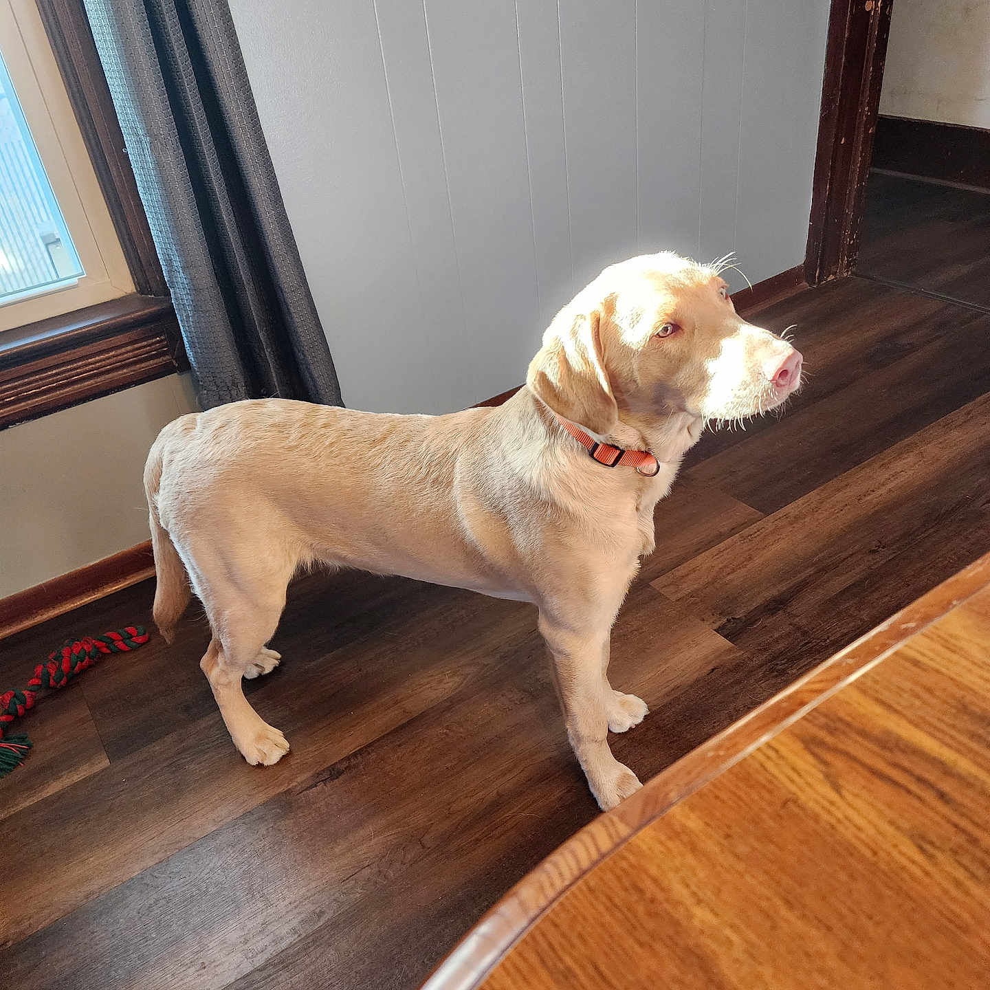 Whiskey joined the competition — help win amazing prizes! accessories, animal, canine, dog, door, goldenretriever, hardwood, hound, indoors, interiordesign, labradorretriever, leash, pet, plywood, pointer, puppy, stainedwood, strap, window, wood