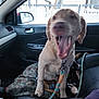 Whiskey is registered to the contest to win money with this photo: accessories, alloywheel, animal, baby, belt, canine, car, carwheel, dog, hound, labradorretriever, machine, person, pet, spoke, strap, tire, transportation, vehicle, wheel