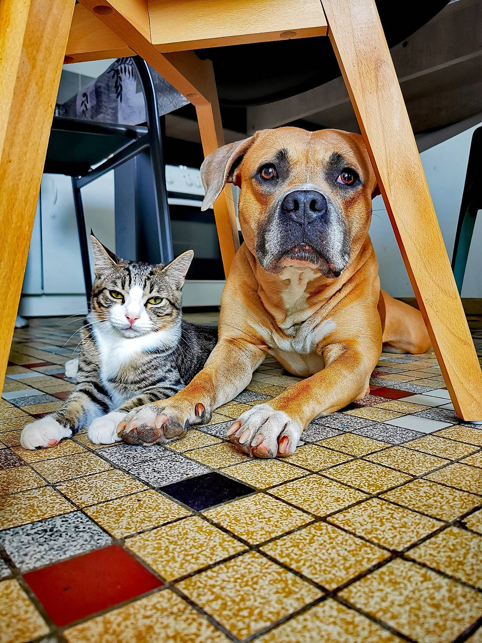 Bob a rejoint le concours — aidez-le/la à gagner de superbes lots ! boxer, carnivore, cat, chair, comfort, companion_dog, dog, dog_breed, door, fawn, felidae, flooring, hardwood, house, small_to_medium_sized_cats, snout, vertebrate, whiskers, wood, wrinkle