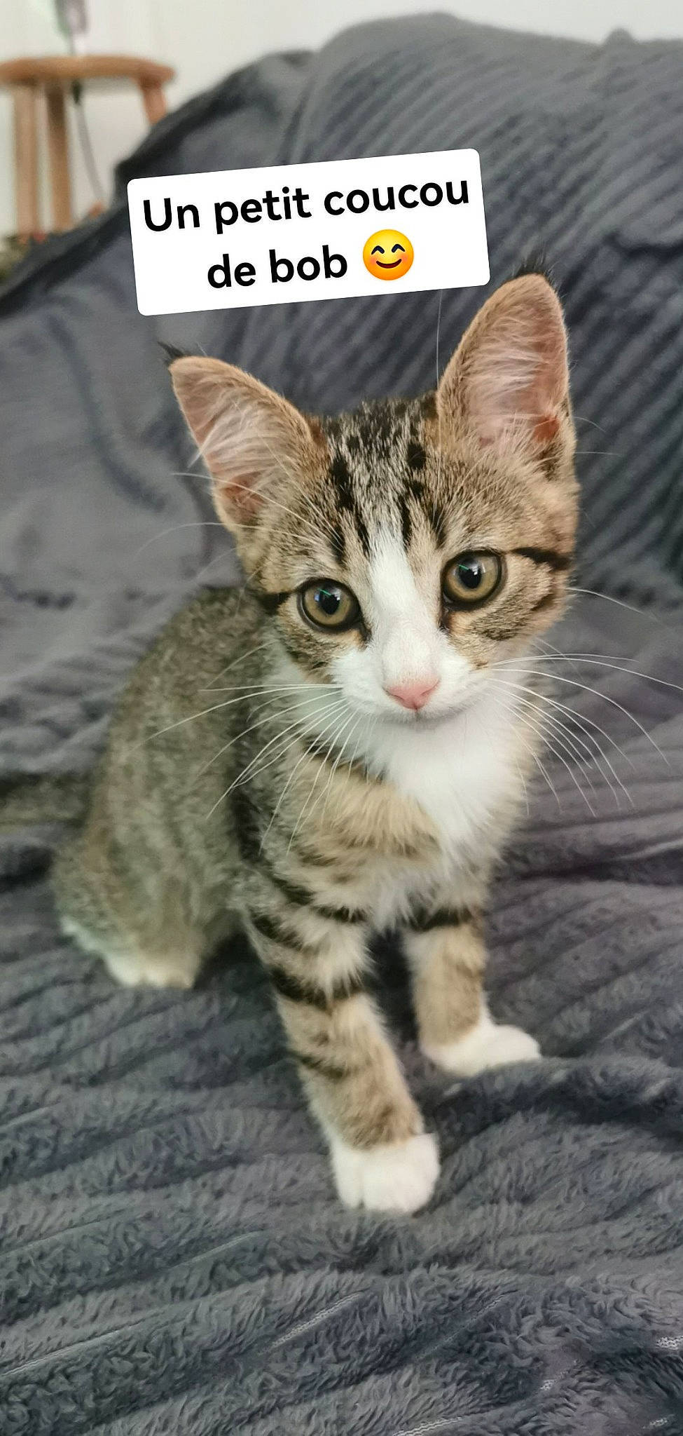 Bob participe au concours pour gagner de l'argent avec cette photo : carnivore, cat, claw, domestic_short_haired_cat, felidae, font, fur, paw, photo_caption, small_to_medium_sized_cats, snout, tail, terrestrial_animal, whiskers