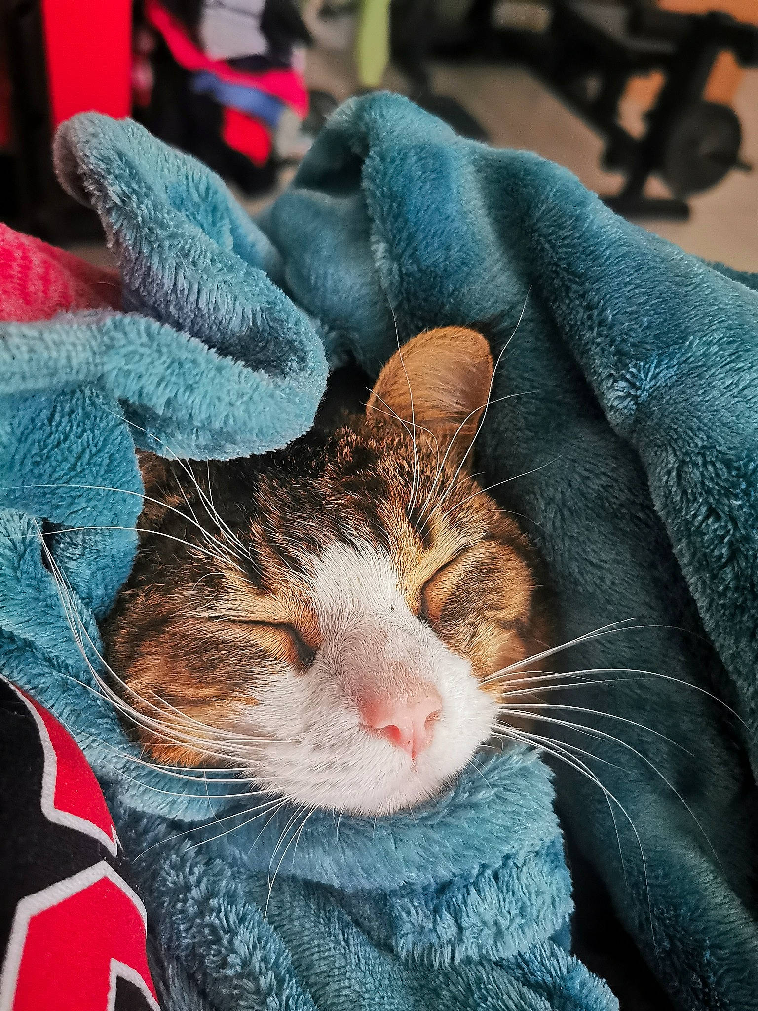 Bob participe au concours pour gagner de l'argent avec cette photo : blue, carnivore, cat, claw, comfort, domestic_short_haired_cat, electric_blue, eye, felidae, fur, grass, lap, mammal, paw, photograph, small_to_medium_sized_cats, snapshot, snout, tail, whiskers