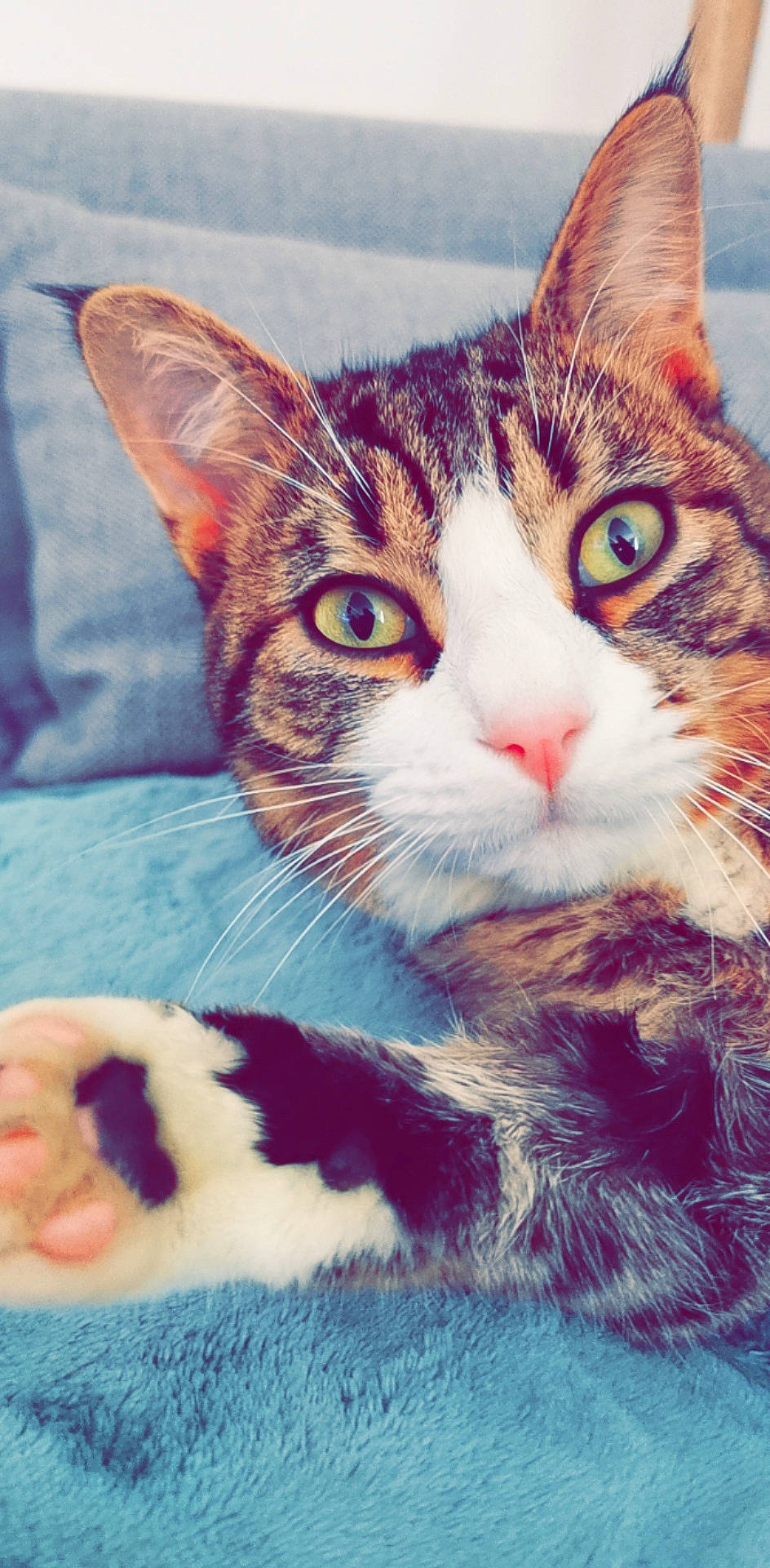 Bob a rejoint le concours — aidez-le/la à gagner de superbes lots ! art, carnivore, cat, cloud, comfort, domestic_short_haired_cat, eye, felidae, fur, grass, happy, head, iris, love, paw, sky, small_to_medium_sized_cats, snout, tail, whiskers