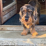 Teddy participe au concours pour gagner de l'argent avec cette photo : animal, black, brown, close_up, curious, dog, doorway, eyes, face, fur, mat, outdoor, pet, step, sunlight, texture, threshold, tongue_out, wire_haired, wooden_door