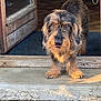 animal, black, brown, close_up, curious, dog, doorway, eyes, face, fur, mat, outdoor, pet, step, sunlight, texture, threshold, tongue_out, wire_haired, wooden_door