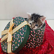 Louna a rejoint le concours — aidez-le/la à gagner de superbes lots ! kitten, cat, tabby, animal, pet, gift_box, present, christmas, festive, candy_cane, ribbon, bow, red_blanket, sequins, indoors, portrait, close_up, cute, fluffy, holiday