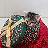 kitten, cat, tabby, animal, pet, gift_box, present, christmas, festive, candy_cane, ribbon, bow, red_blanket, sequins, indoors, portrait, close_up, cute, fluffy, holiday
