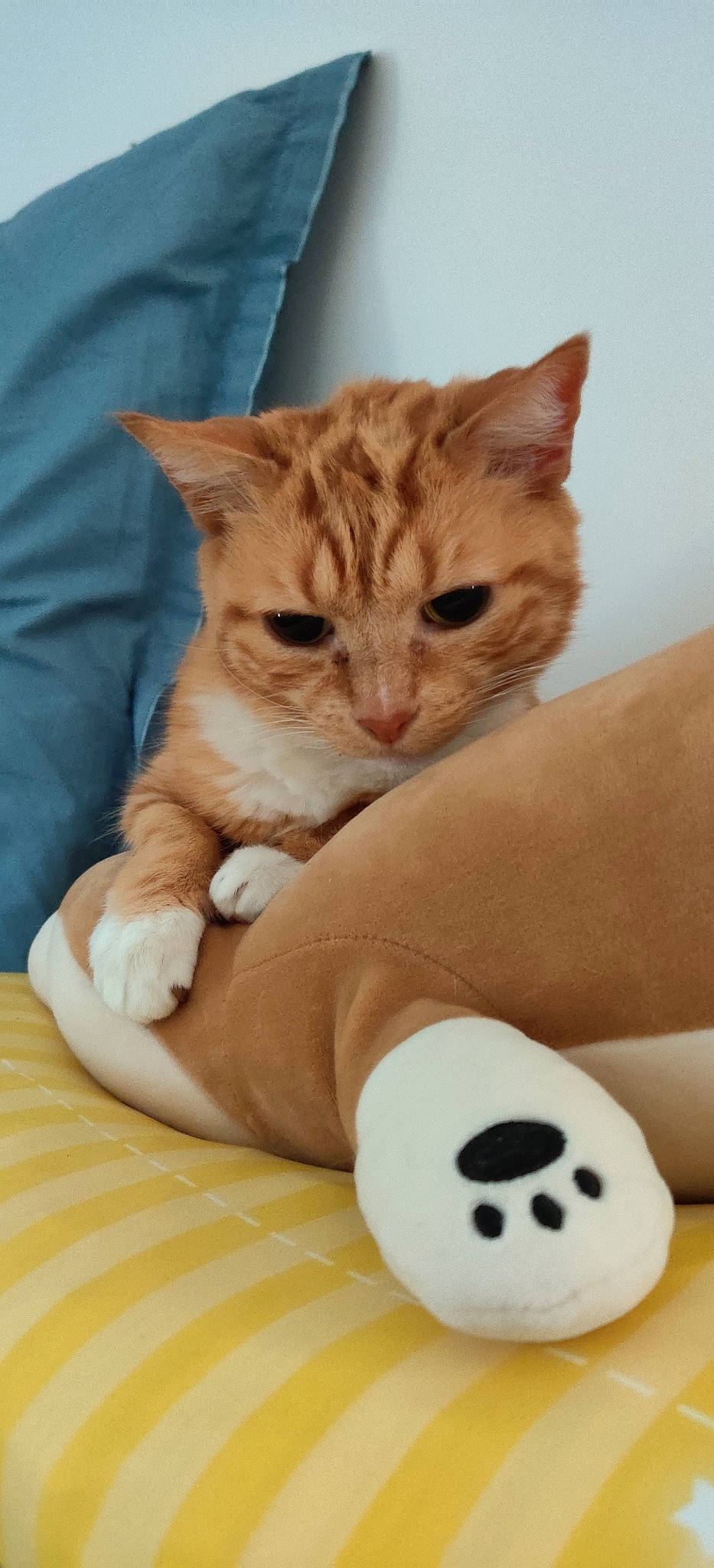 Chibi a rejoint le concours — aidez-le/la à gagner de superbes lots ! aegean_cat, american_shorthair, arabian_mau, asian, carnivore, cat, domestic_short_haired_cat, european_shorthair, felidae, kitten, mammal, paw, polydactyl_cat, small_to_medium_sized_cats, tabby_cat, whiskers