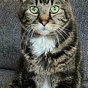 Jake is registered to the contest to win money with this photo: animal, cat, close_up, couch, domestic_cat, ears, feline, fur, gray_background, green_eyes, household, indoor, looking_at_camera, pet, portrait, sitting, striped, tabby_cat, whiskers, white_chest