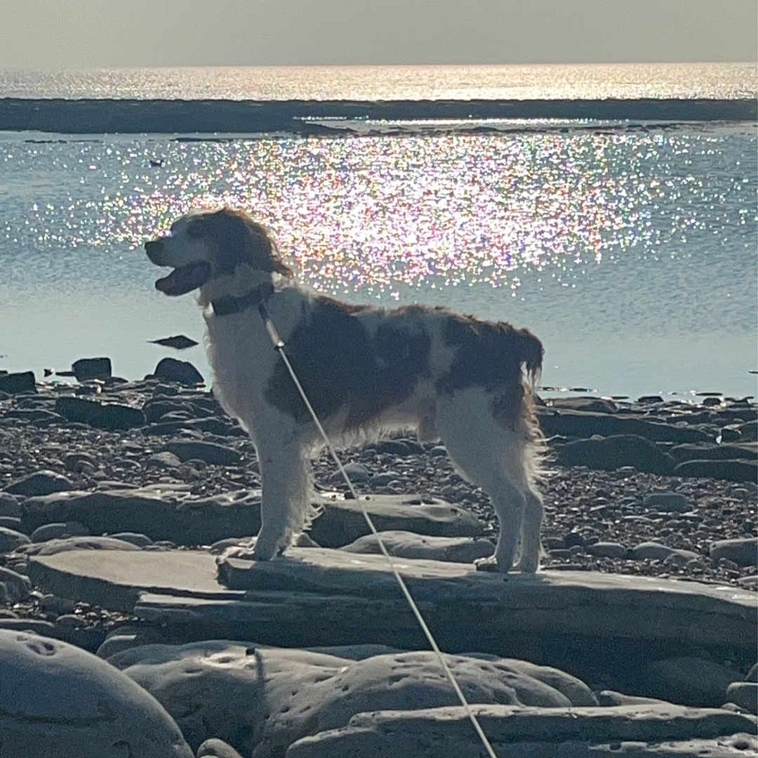 Gohan a rejoint le concours — aidez-le/la à gagner de superbes lots ! accessories, animal, beach, canine, coast, dog, landscape, leash, nature, outdoors, pet, puppy, rock, sea, shoreline, sky, soil, strap, water, waterfront