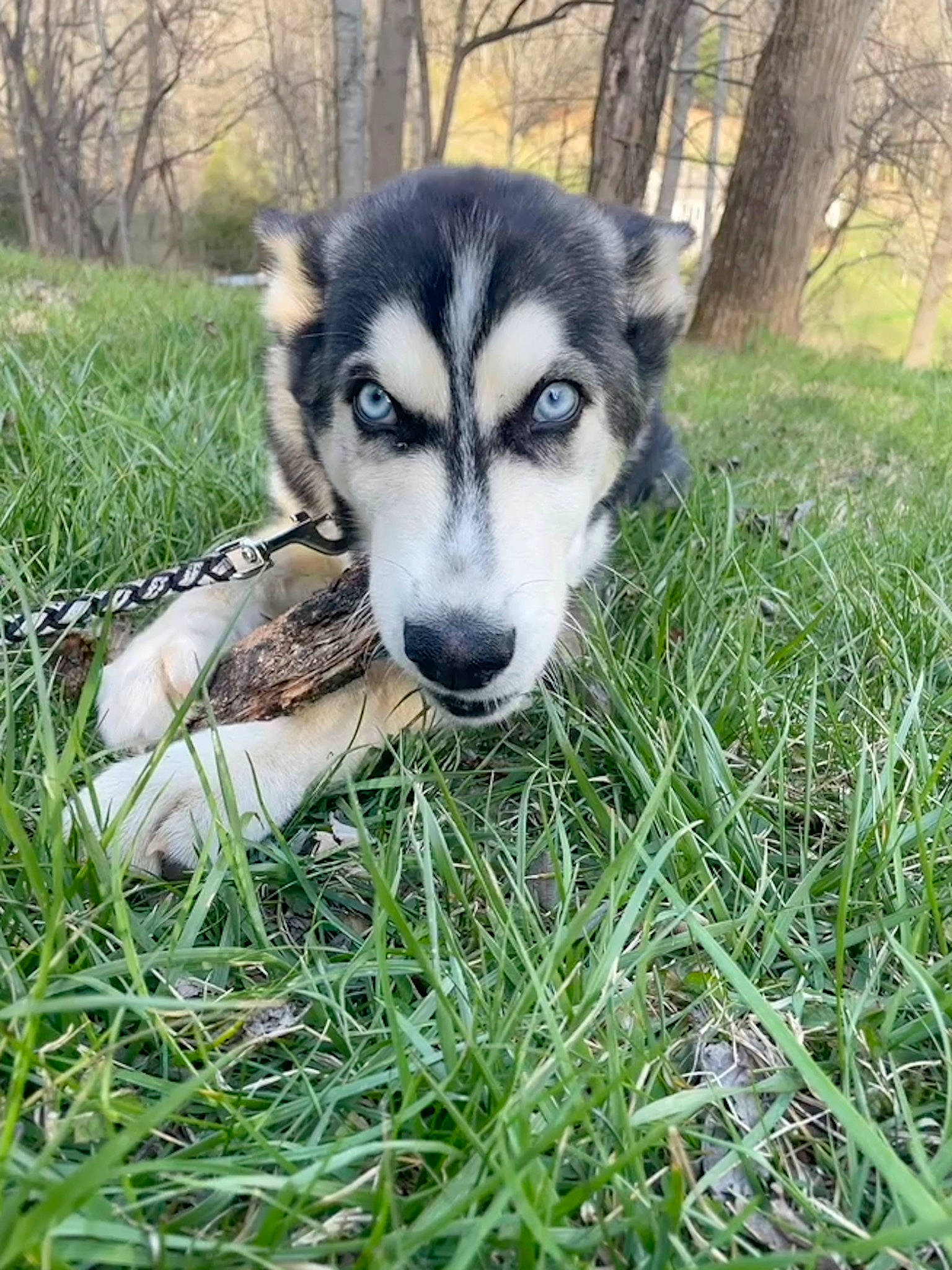 Juneau is registered to the contest to win money with this photo: canidae, canis, carnivore, companion_dog, dog, dog_breed, fur, grass, grassland, plant, siberian_husky, sled_dog, sporting_group, terrestrial_animal, tree, whiskers, wildlife, wolf, working_animal, working_dog