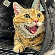 Kitty joined the competition — help win amazing prizes! animal, bell, black_bag, cat, closeup, cute, domestic_cat, fur, green_eyes, happy, indoor, open_mouth, paw, pearl_necklace, pet, pet_carrier, pink_nose, playful, tabby_cat, whiskers
