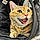 Kitty
