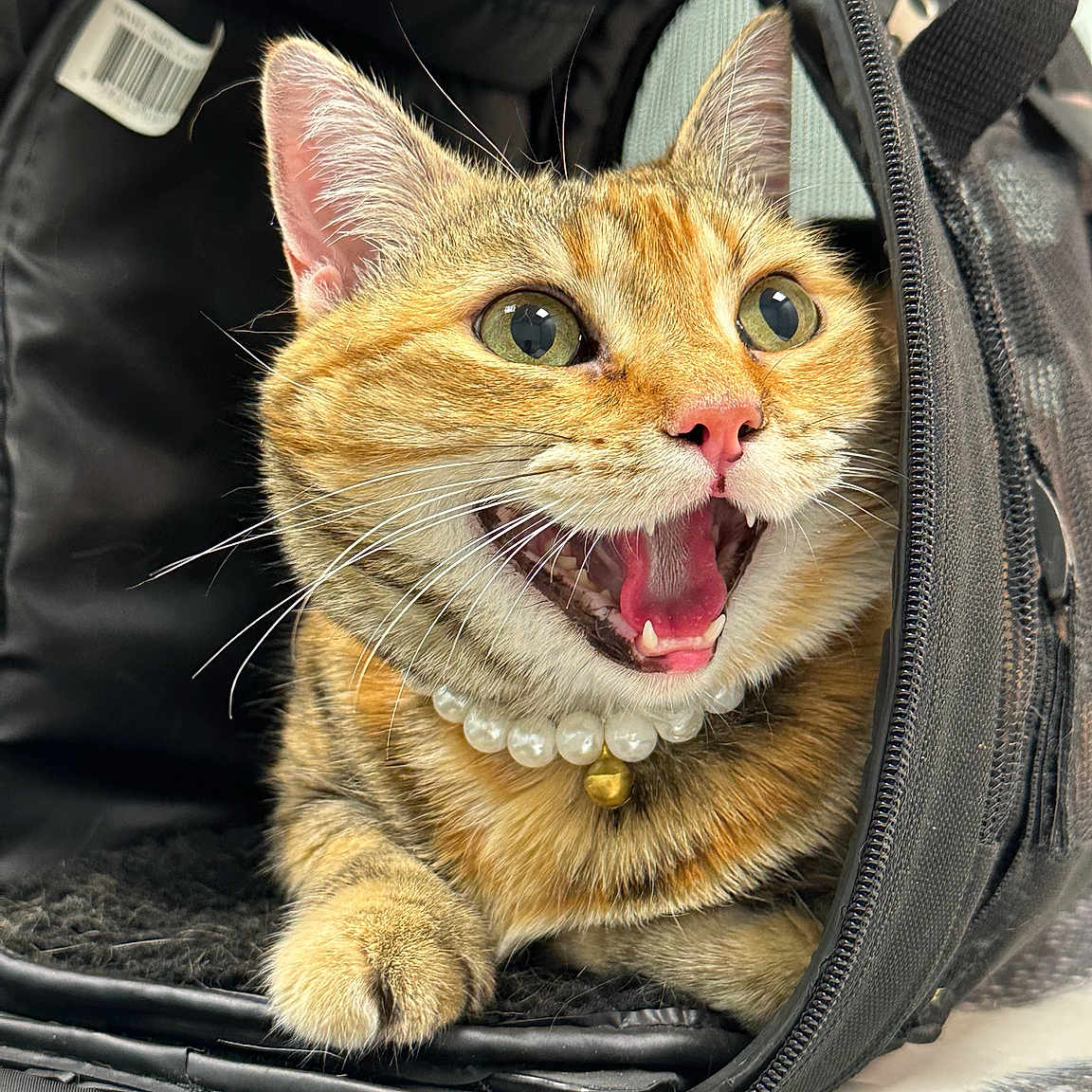 Kitty joined the competition — help win amazing prizes! animal, bell, black_bag, cat, closeup, cute, domestic_cat, fur, green_eyes, happy, indoor, open_mouth, paw, pearl_necklace, pet, pet_carrier, pink_nose, playful, tabby_cat, whiskers