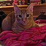 cat, orange_tabby, pet, indoor, blanket, pink, furniture, shelf, toy, curious, animal, cozy, relaxed, fur, whiskers, ears, eyes, home, comfort, resting