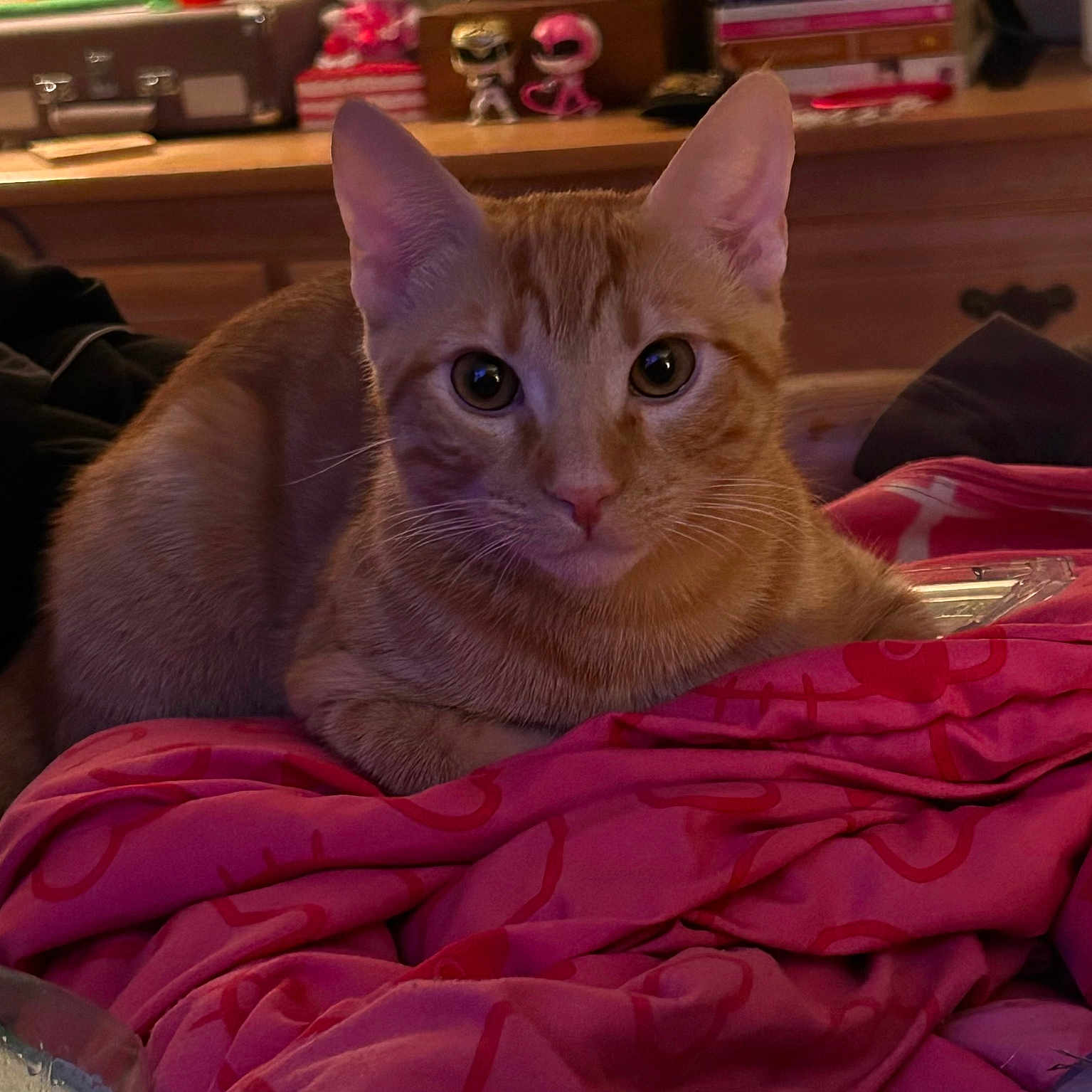 Milo joined the competition — help win amazing prizes! animal, blanket, cat, comfort, cozy, curious, ears, eyes, fur, furniture, home, indoor, orange_tabby, pet, pink, relaxed, resting, shelf, toy, whiskers