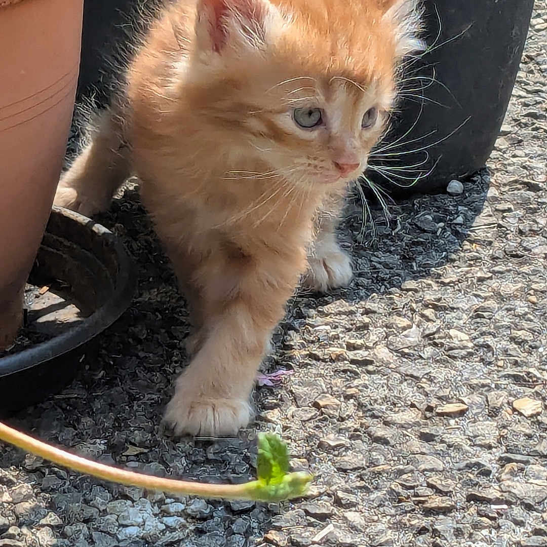 Roussine participe au concours pour gagner de l'argent avec cette photo : animal, cat, closeup, curious, exploring, feline, flower_pot, fur, garden, kitten, nature, orange, outdoor, pet, plant, small, sunlight, walking, whiskers, young