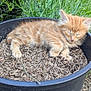 animal, black_pot, cat, cute, fur, garden, grass, greenery, kitten, mulch, nature, orange_tabby, outdoor, peaceful, pet, plant_pot, resting, sleeping, small_animal, young_animal