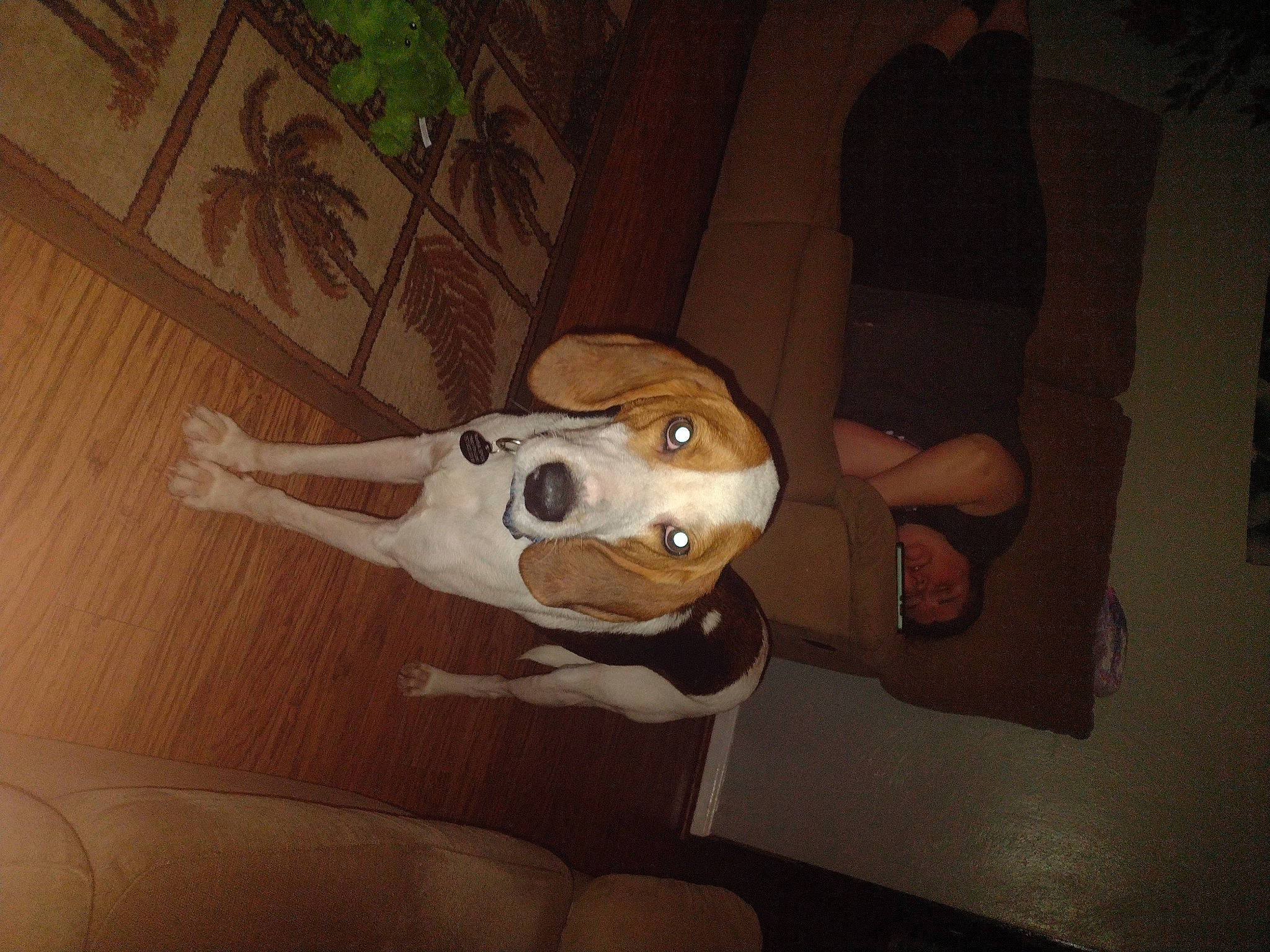 Buzz is registered to the contest to win money with this photo: art, brown, canidae, carnivore, companion_dog, costume, dog, dog_breed, fawn, fun, non_sporting_group, smile, snout, sporting_group, tail, toy, wood, working_animal