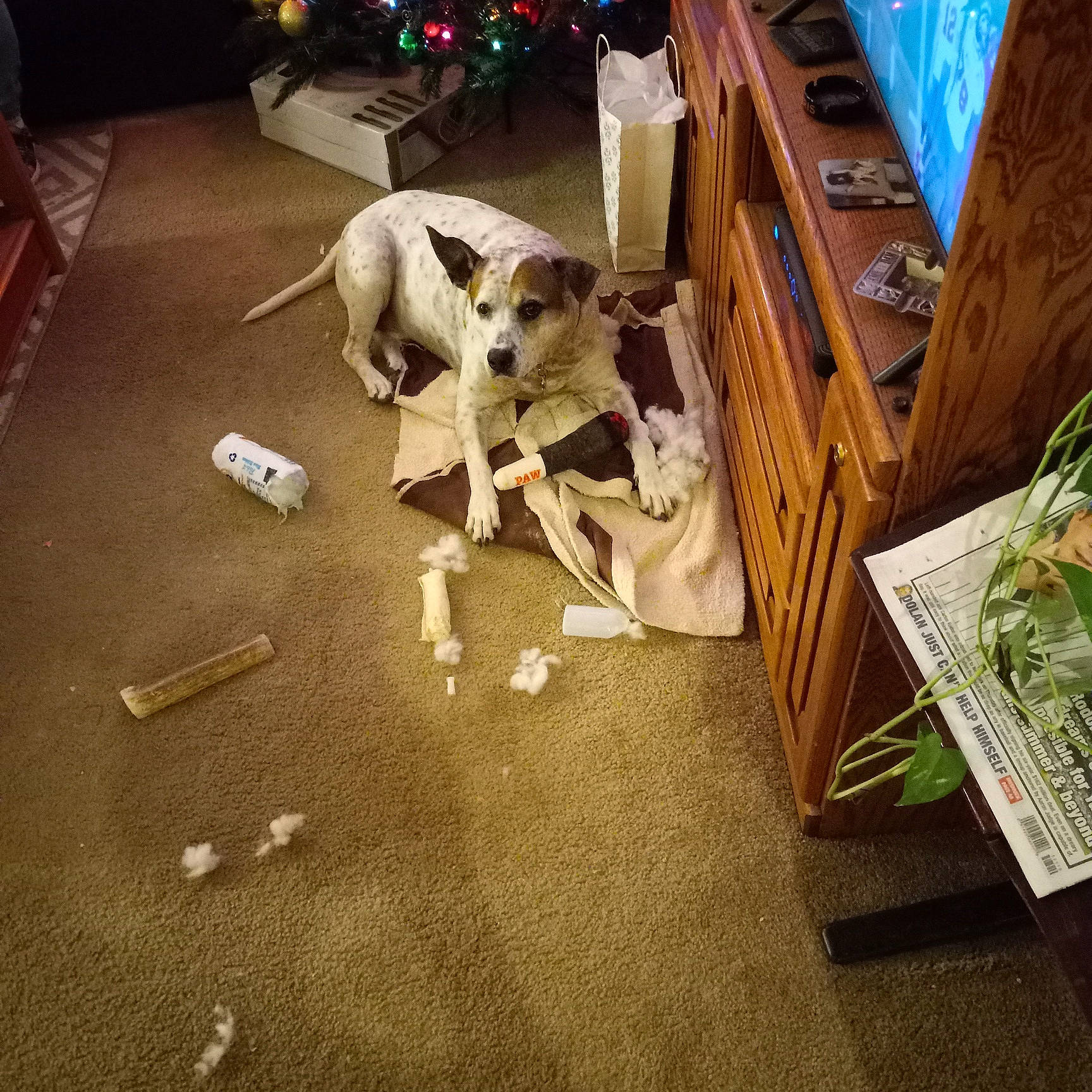 Dex joined the competition — help win amazing prizes! canidae, carnivore, carpet, comfort, companion_dog, dog, dog_breed, fawn, floor, flooring, hardwood, living_room, photography, plant, publication, room, shipping_box, sporting_group, wood, working_animal