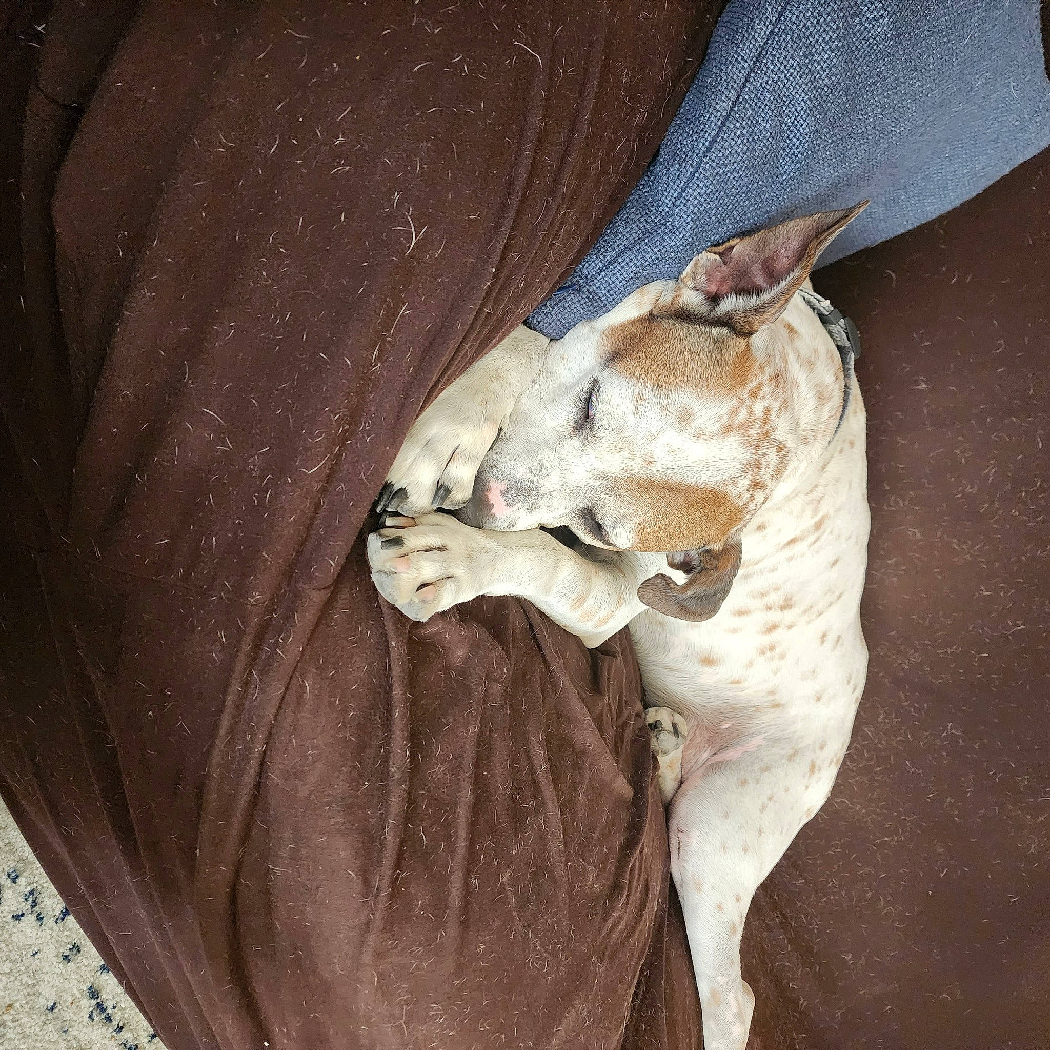 Dex is registered to the contest to win money with this photo: canidae, carnivore, comfort, companion_dog, dog, dog_breed, ear, fawn, felidae, fur, linens, nap, paw, puppy, small_to_medium_sized_cats, sporting_group, tail, toy_dog, whiskers, working_animal