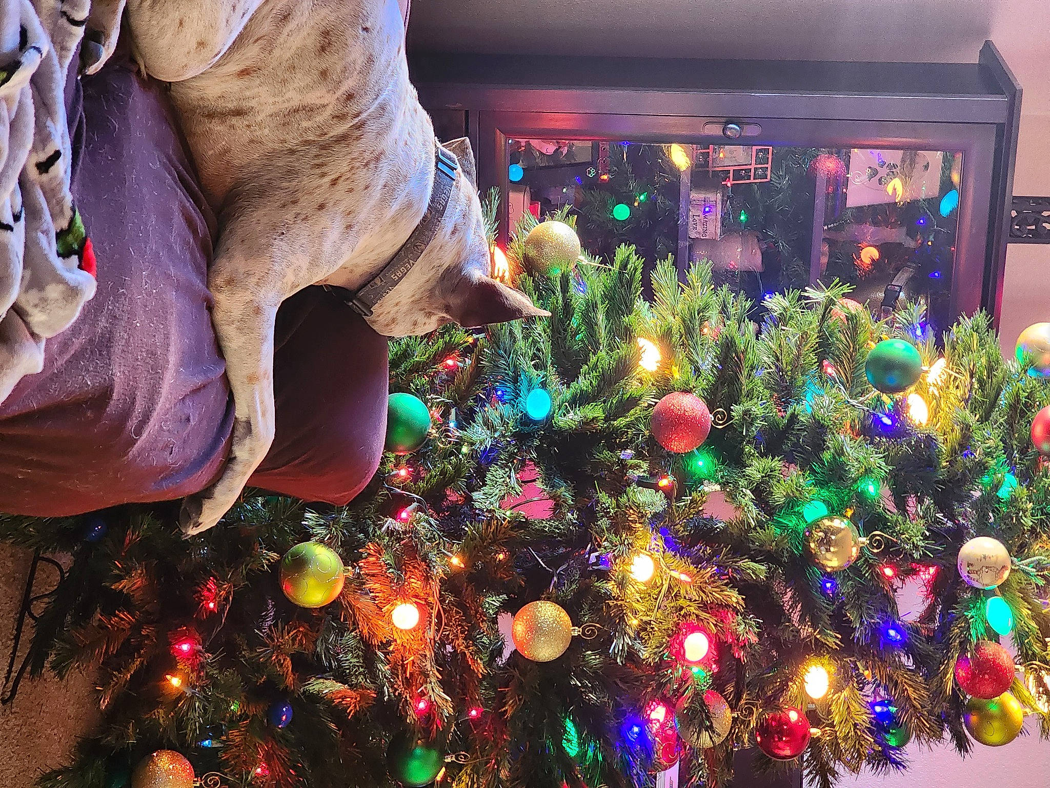 Dex is registered to the contest to win money with this photo: christmas, christmas_decoration, christmas_eve, christmas_lights, christmas_ornament, christmas_tree, conifer, decoration, event, evergreen, holiday, holiday_ornament, interior_design, light, ornament, plant, purple, tradition, tree, winter