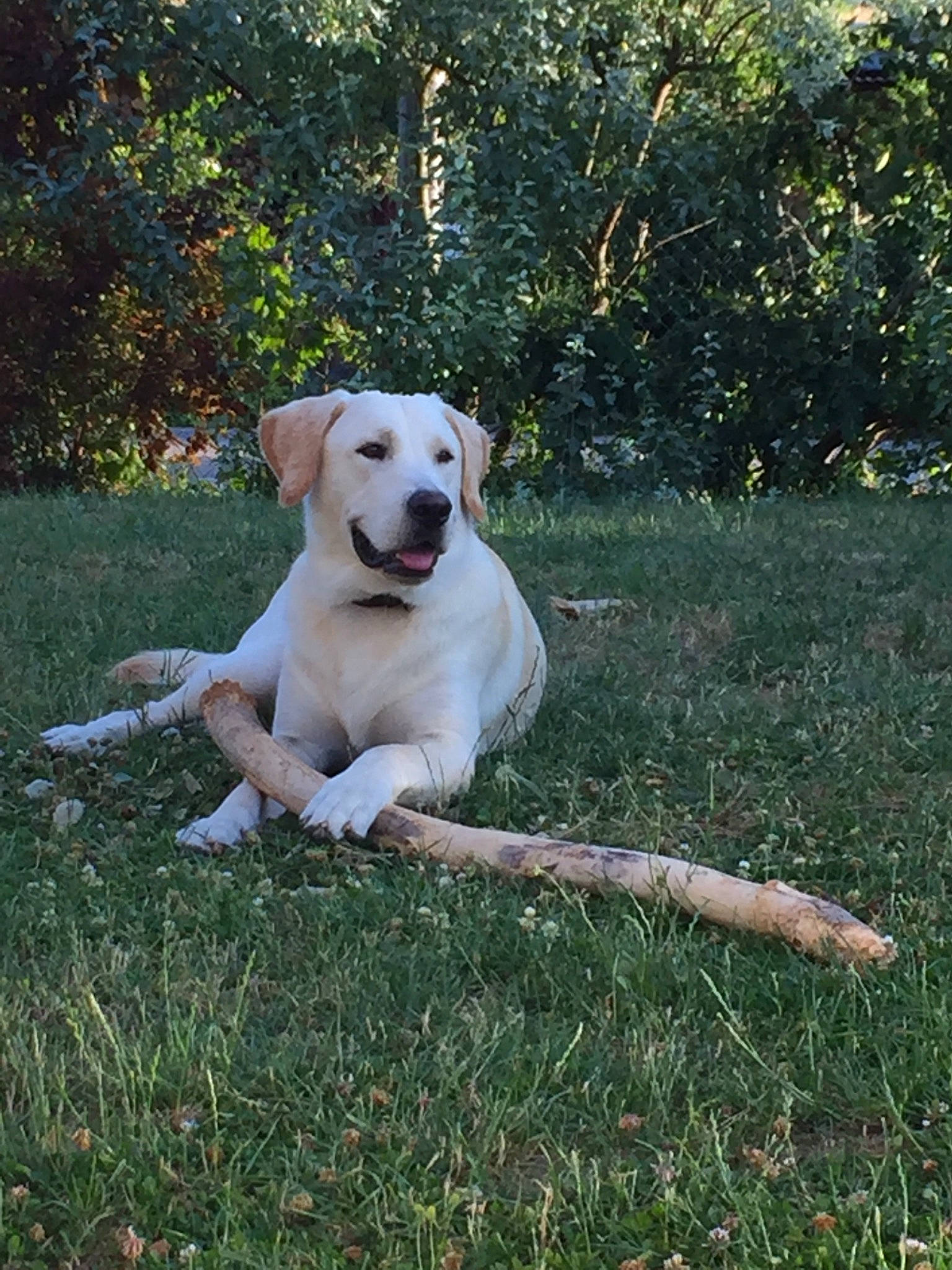 Eko a rejoint le concours — aidez-le/la à gagner de superbes lots ! akbash_dog, canidae, carnivore, companion_dog, dog, dog_breed, fawn, grass, hunting_dog, labrador_retriever, mammal, retriever, sporting_group, tail, vertebrate